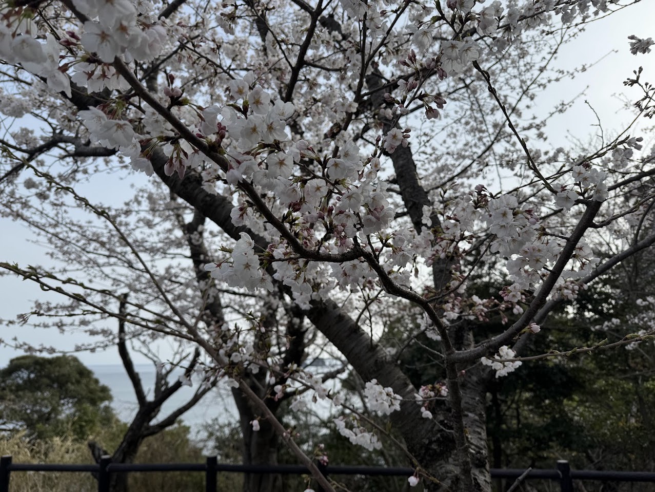 去年の春、佐津海岸魚見台にて見頃ピークの桜（R7.4.5.撮影）