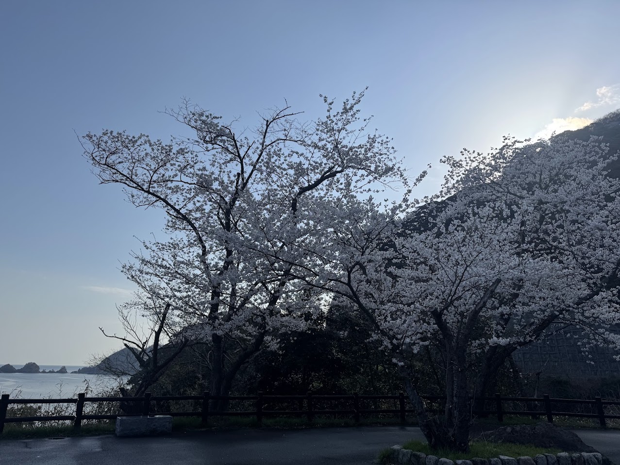佐津海岸魚見台駐車場から海と貝殻島と桜（R7.4.6.撮影）