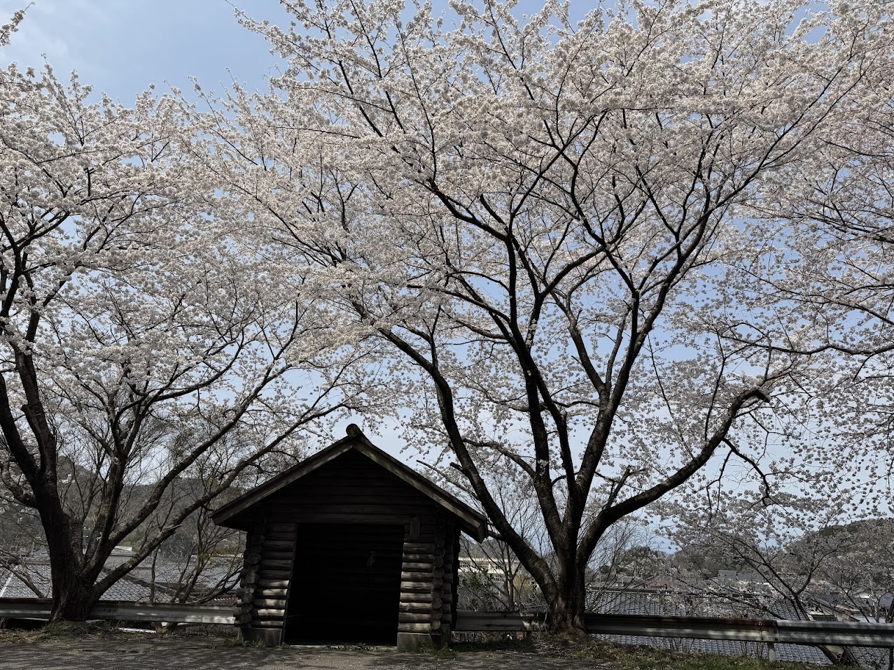 訓谷バス停（通称トトロのバス停）の桜