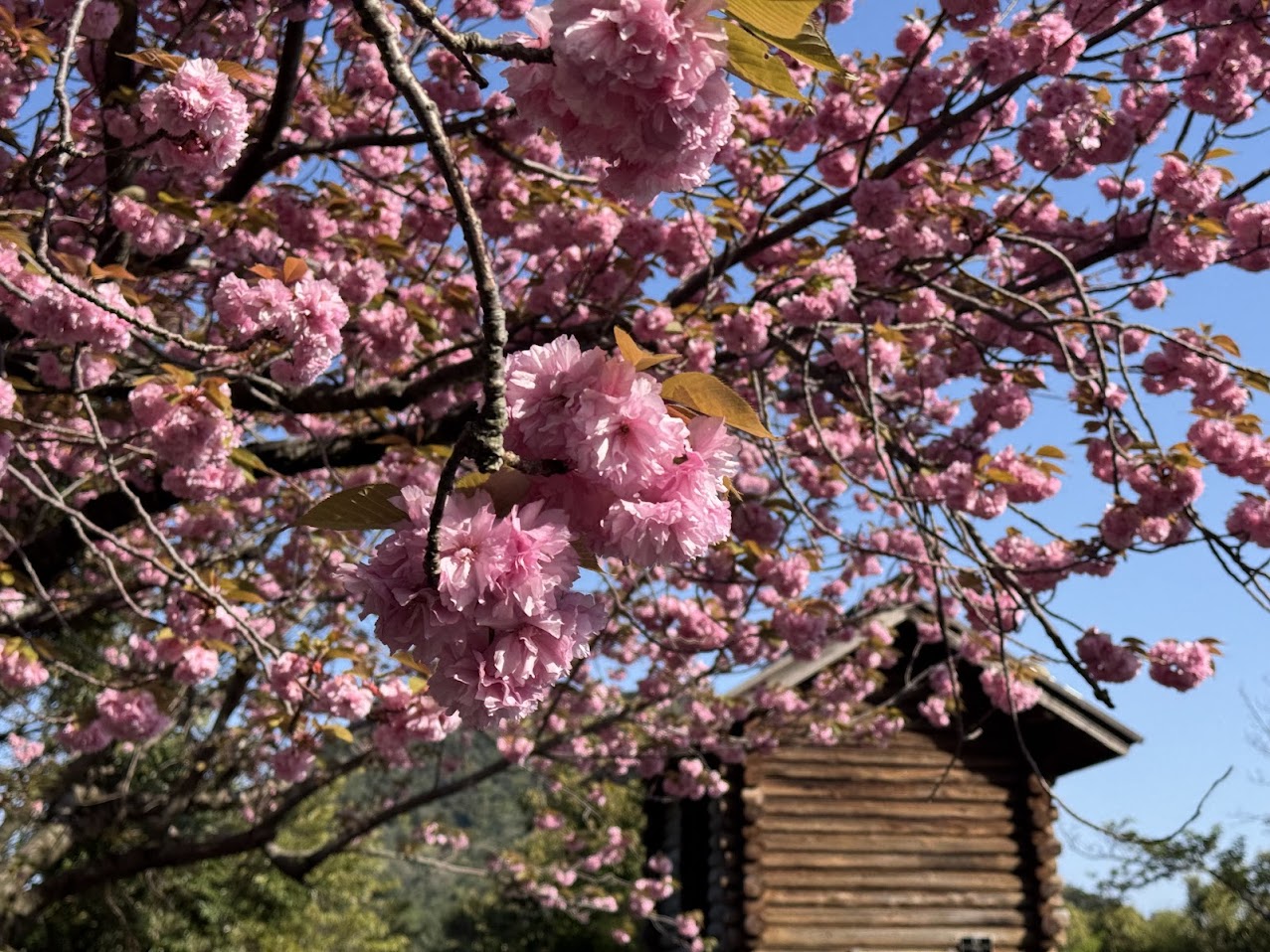 去年の春、佐津海岸魚見台にて八重桜（R7.4.21.撮影）