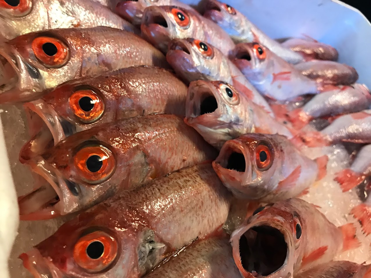 仕入れたばかりのノドグロ