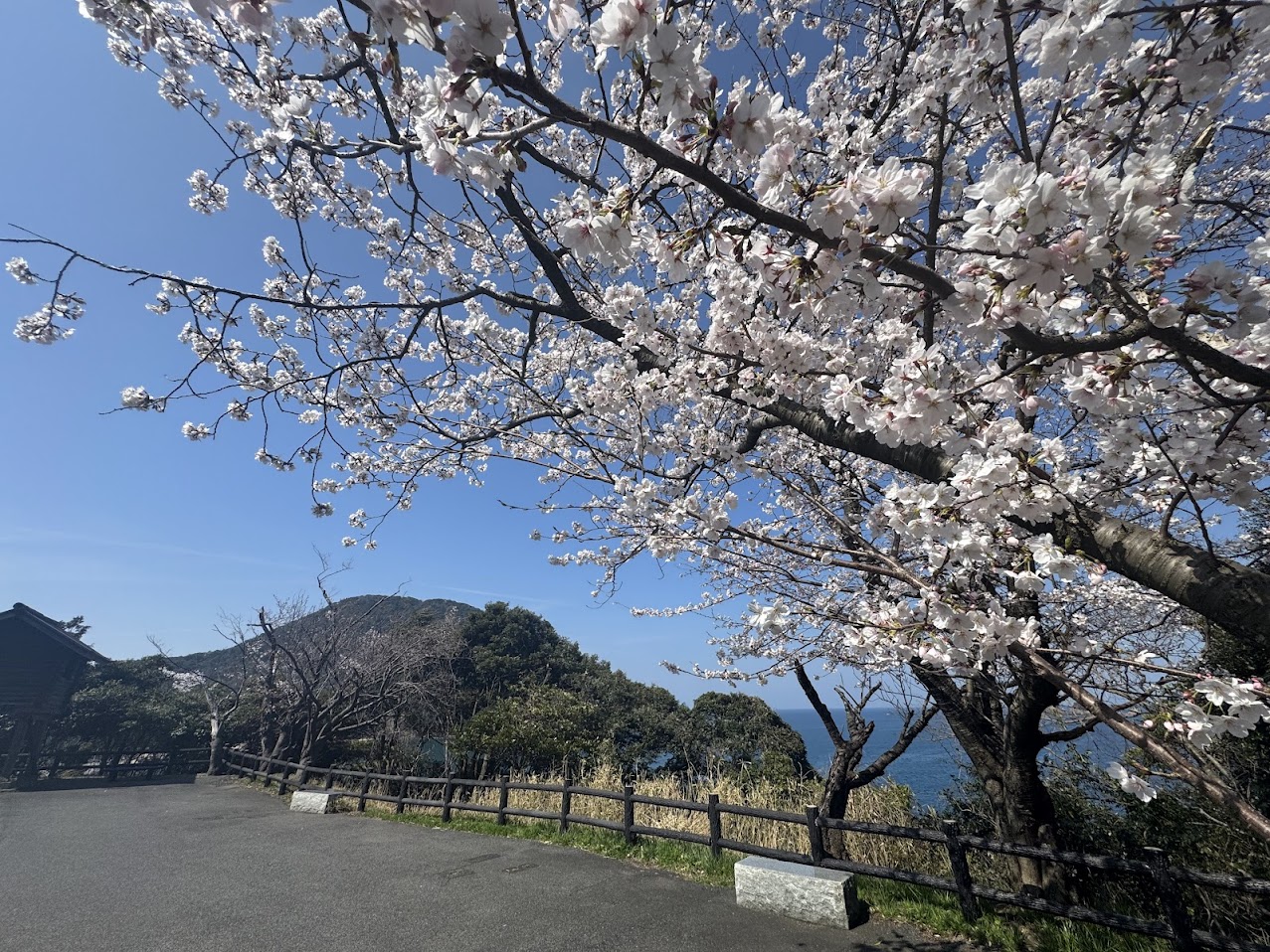 佐津海岸魚見台の桜（R8.4.3.PM2時半頃撮影）