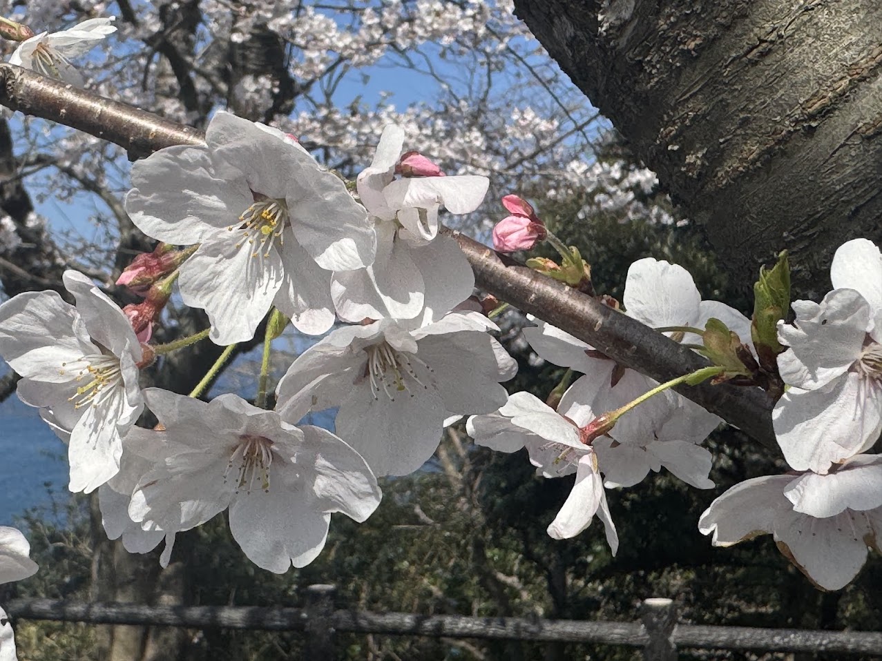 佐津海岸魚見台の桜のアップ（R8.4.3.PM2時半頃撮影）