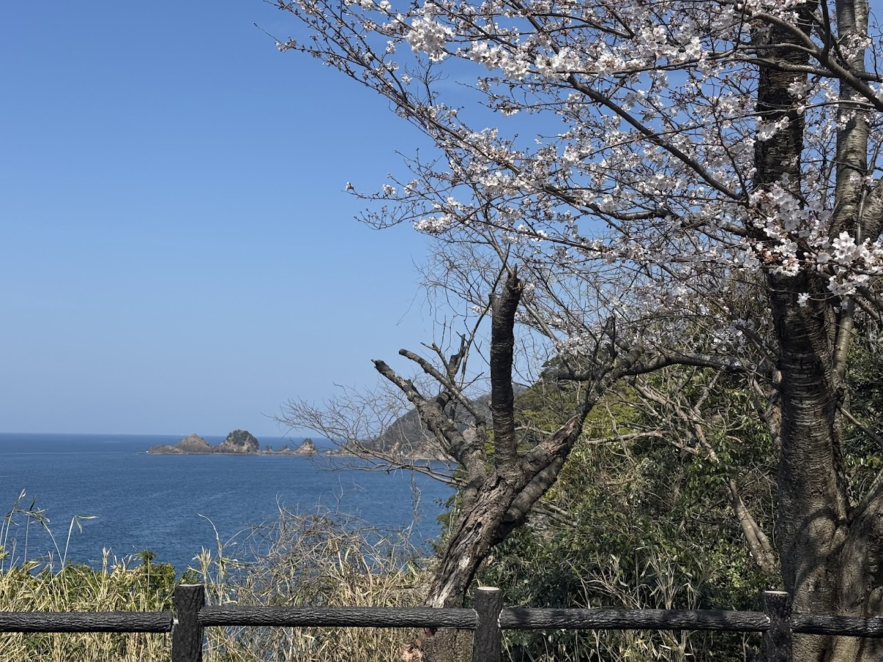 佐津海岸にて桜越しに貝殻島を臨む（R８8.4.3.撮影）