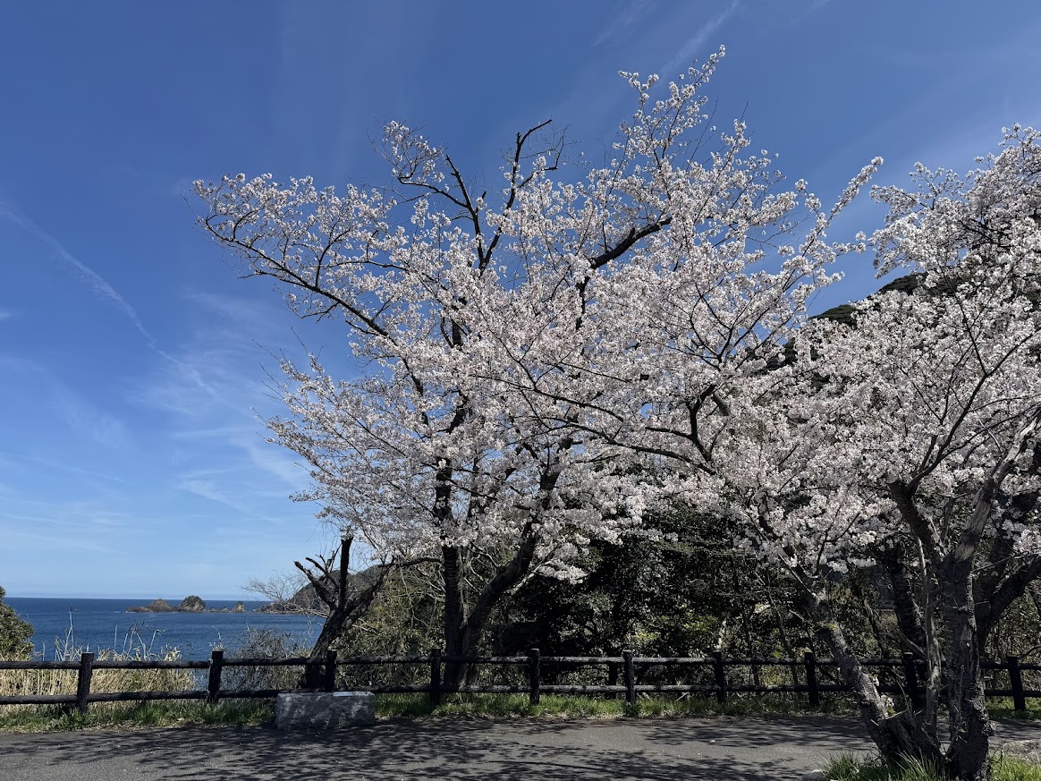 海と桜（佐津海岸魚見台駐車場にてR8.4.5.）