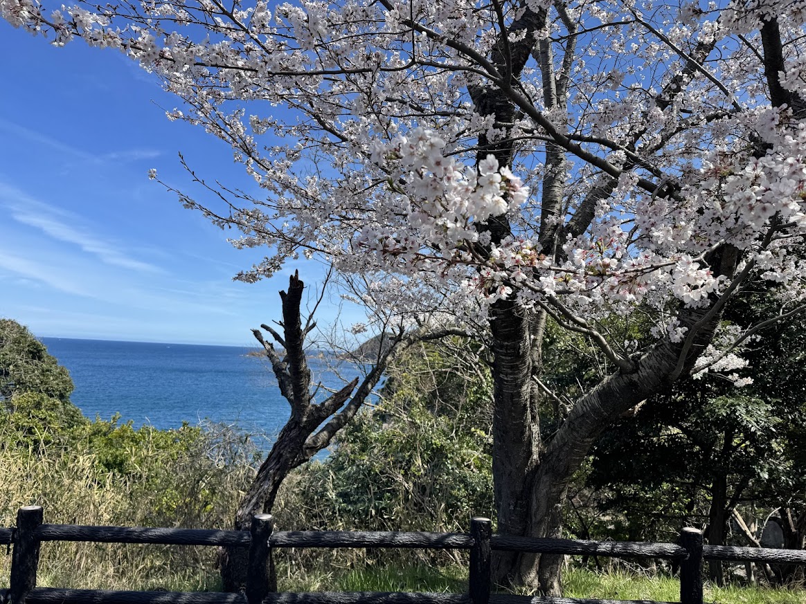 見頃を迎えた佐津海岸の桜（佐津海岸魚見台駐車場にてR8.4.5.）