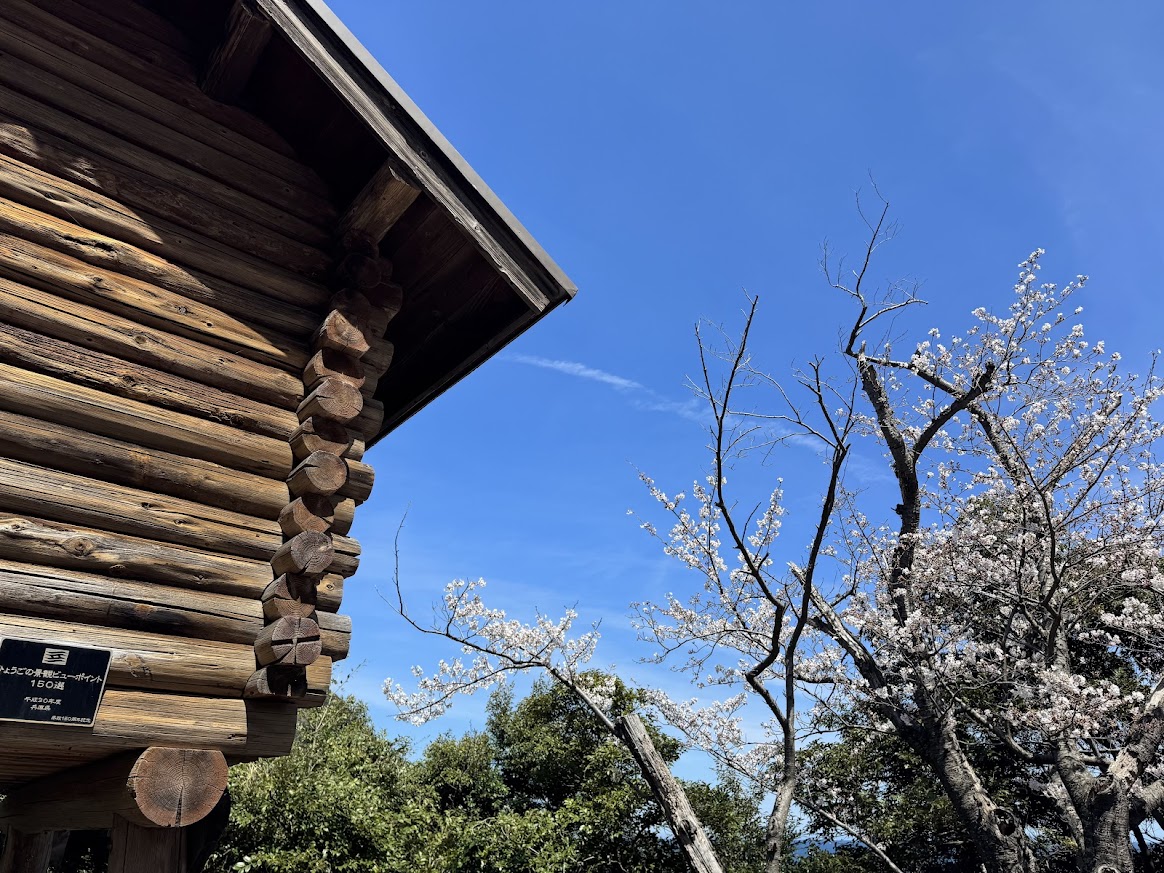 魚見台と桜（佐津海岸魚見台駐車場にてR8.4.5.）