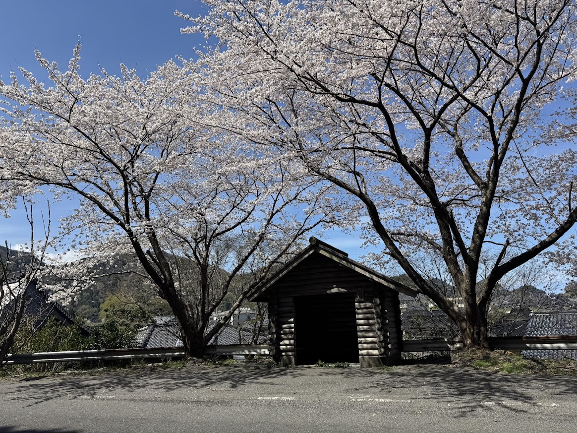 訓谷バス停留所の桜も見頃です（R8.4.5.撮影）