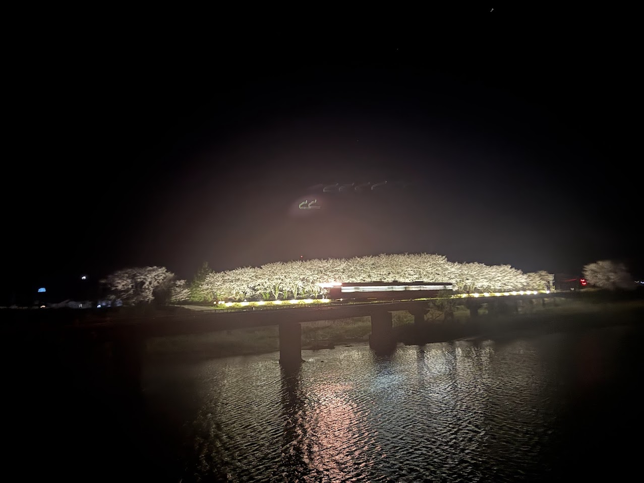 矢田川橋梁にてライトアップ夜桜と列車