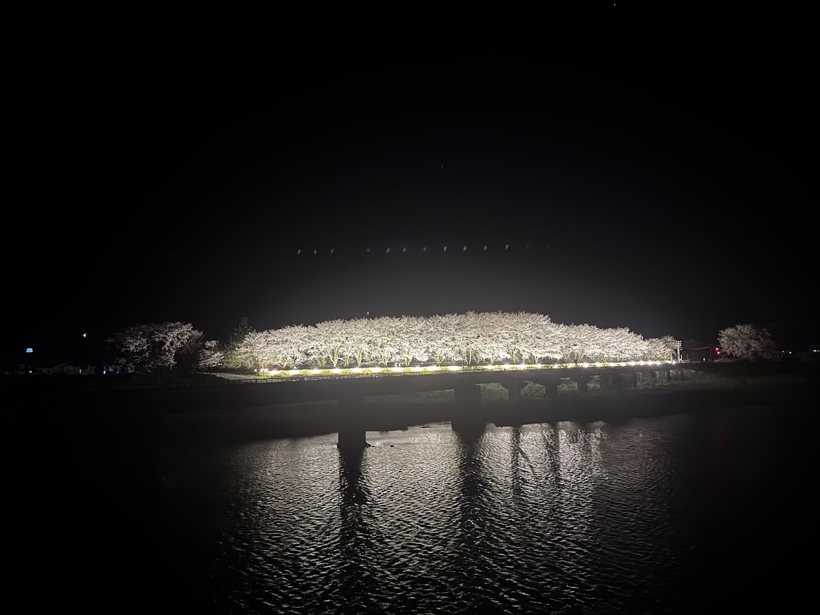 矢田川河口付近の夜桜のライトアップ(R8.4.7.夜に撮影)