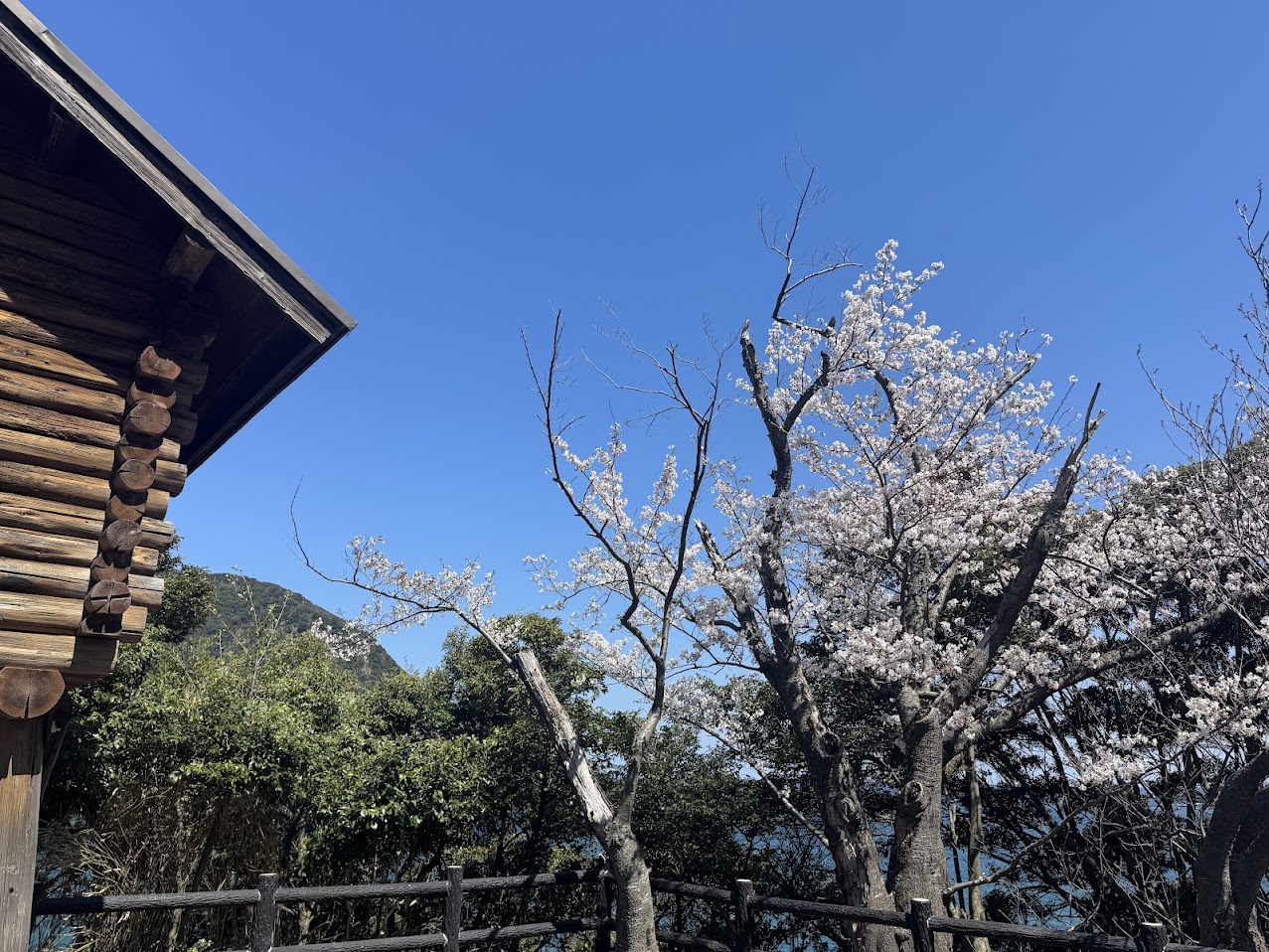 魚見台すぐ横のソメイヨシノ（R8.4.8.AM撮影）