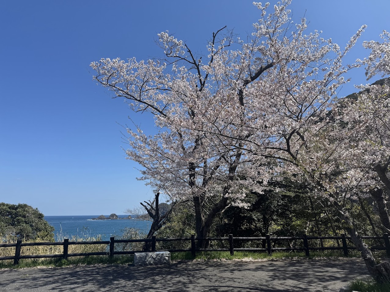 魚見台駐車場東側のソメイヨシノ（R8.4.8.AM撮影）