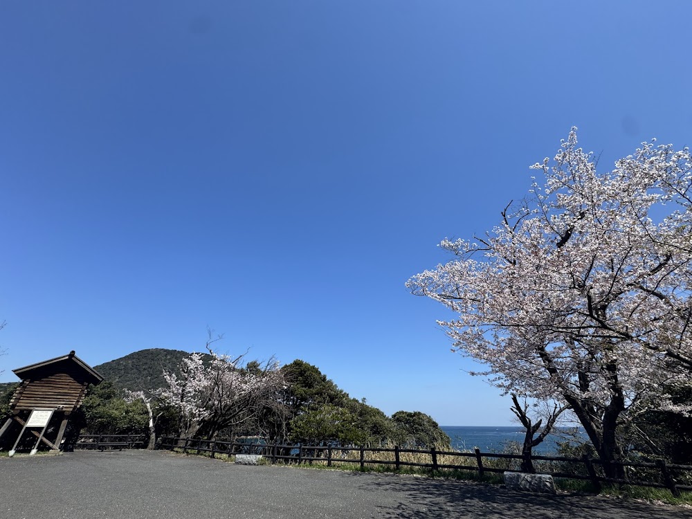 佐津海岸魚見台駐車場のソメイヨシノ（R8.4.8.AM撮影）