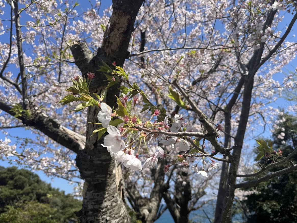 東側の桜、何割か散り始めています佐津海岸魚見台駐車場のソメイヨシノ（R8.4.8.AM撮影）