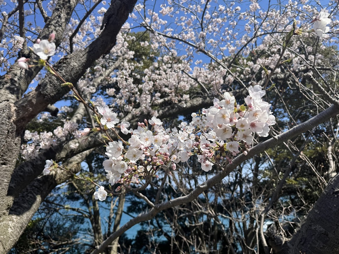 魚見台すぐ横の桜のUP（R8.4.8.AM撮影）