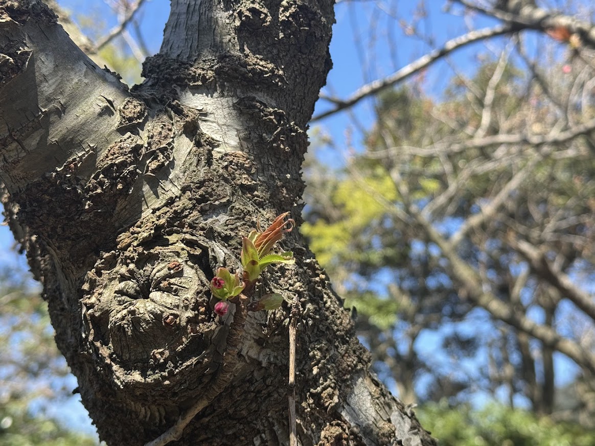 間も無く開花、八重桜の蕾（R8.4.8.AM撮影）