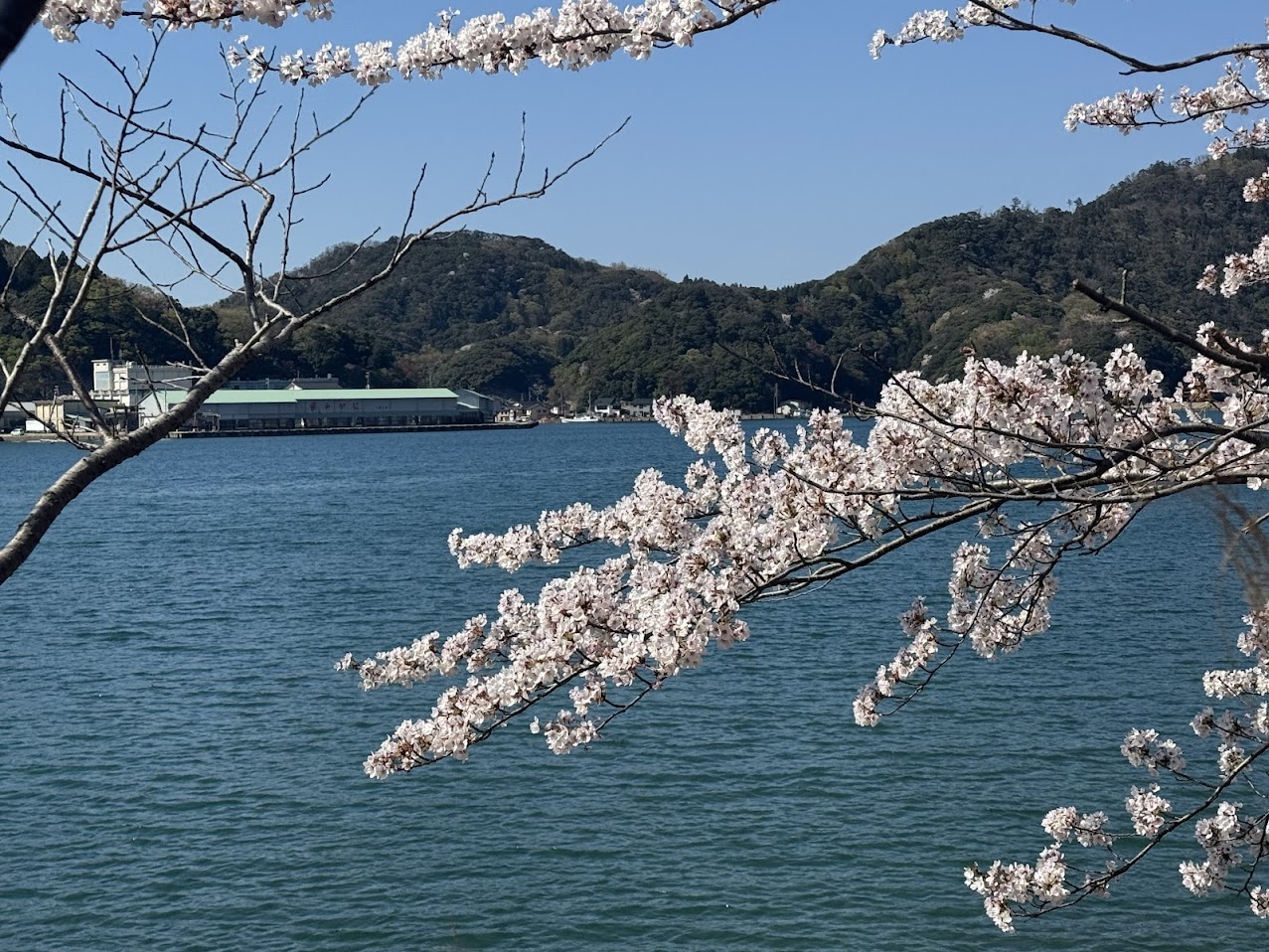柴山湾の東から桜越しに柴山港を臨む