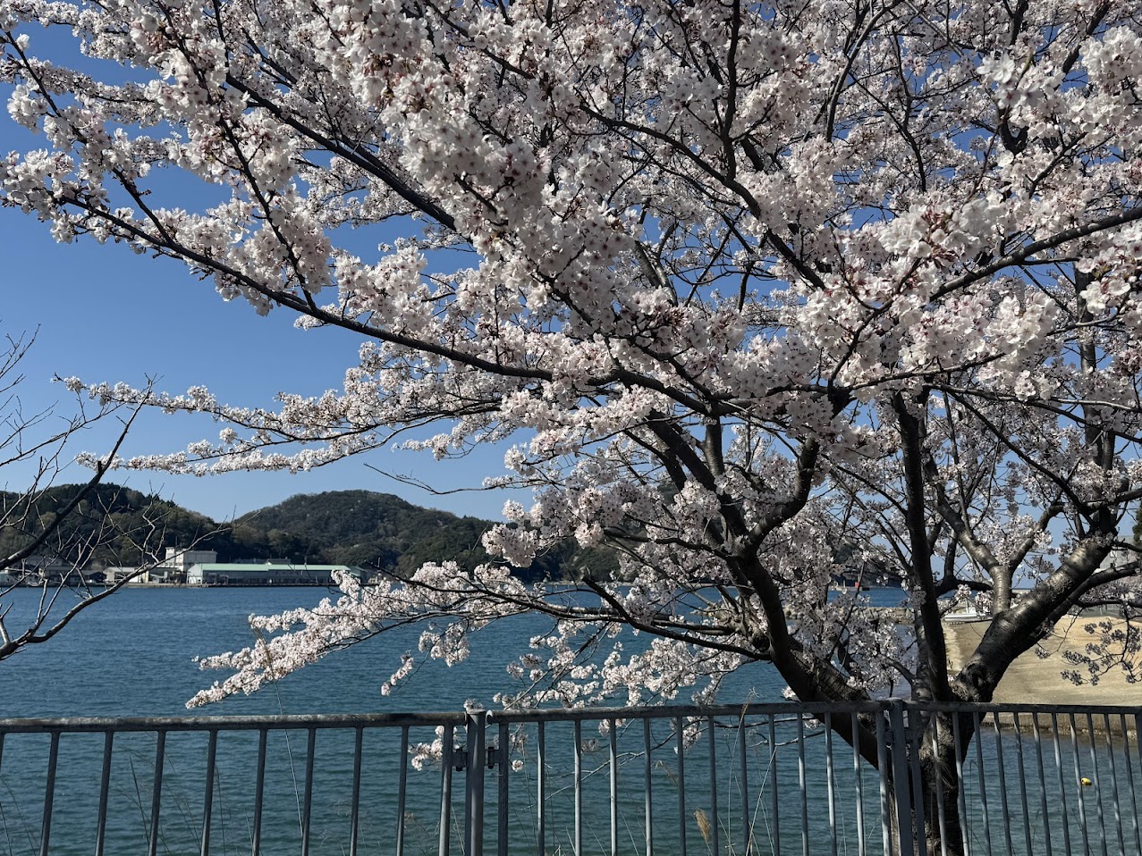 柴山港の桜