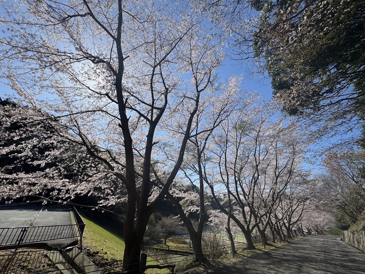 今子浦公園の桜