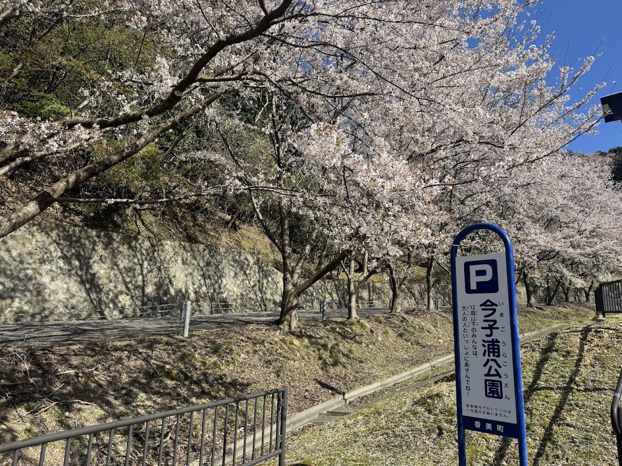 今子浦公園の桜
