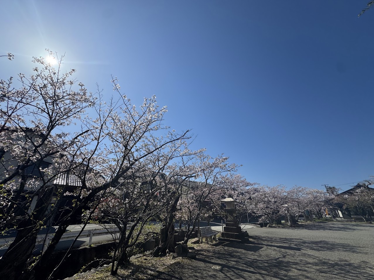 大乗寺駐車場道路側の桜