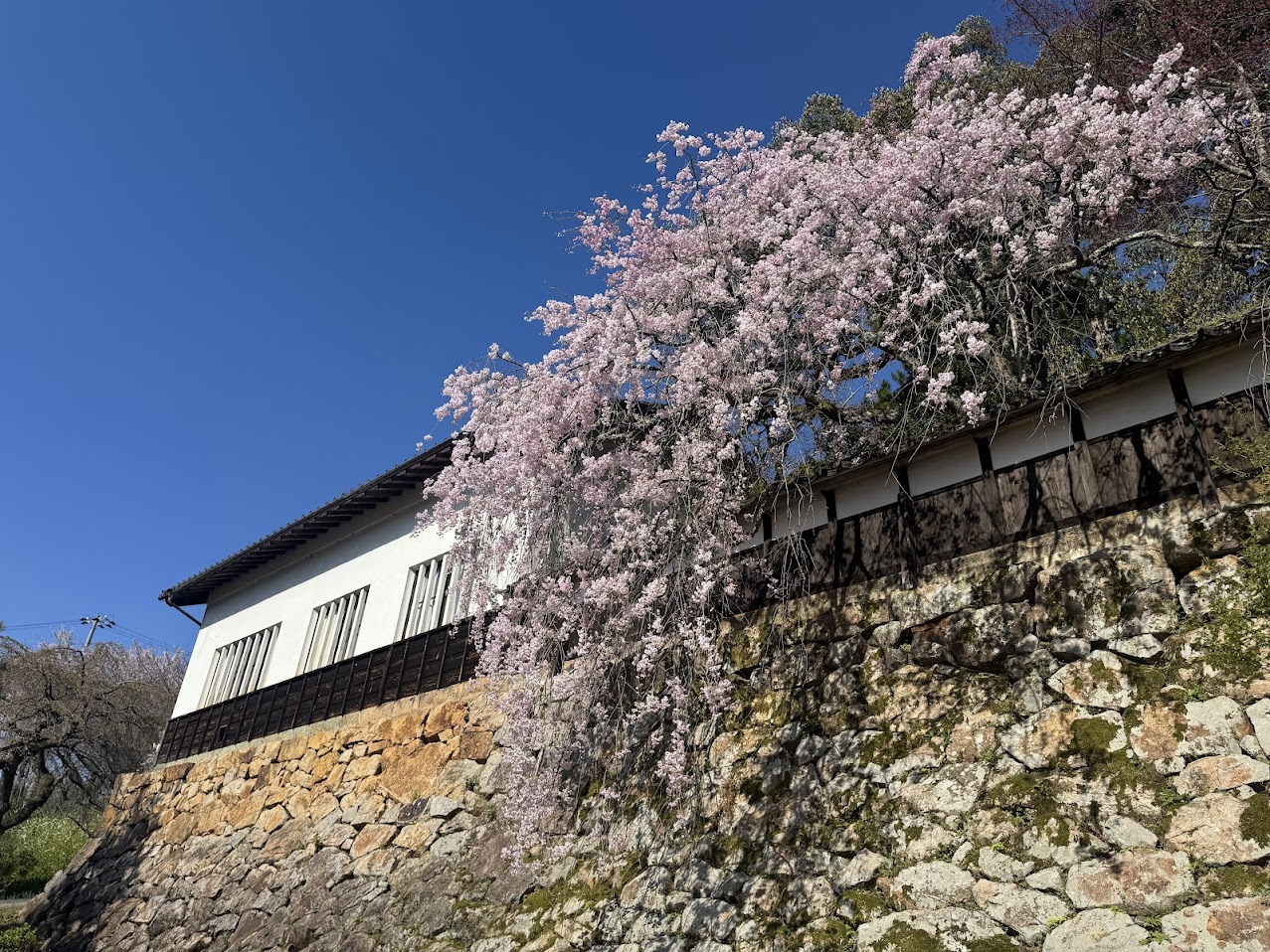 大乗寺の桜