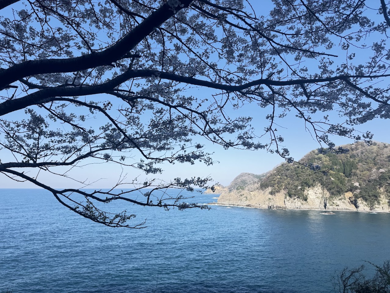 桜越しに見る余部の海とダイナミックな地形