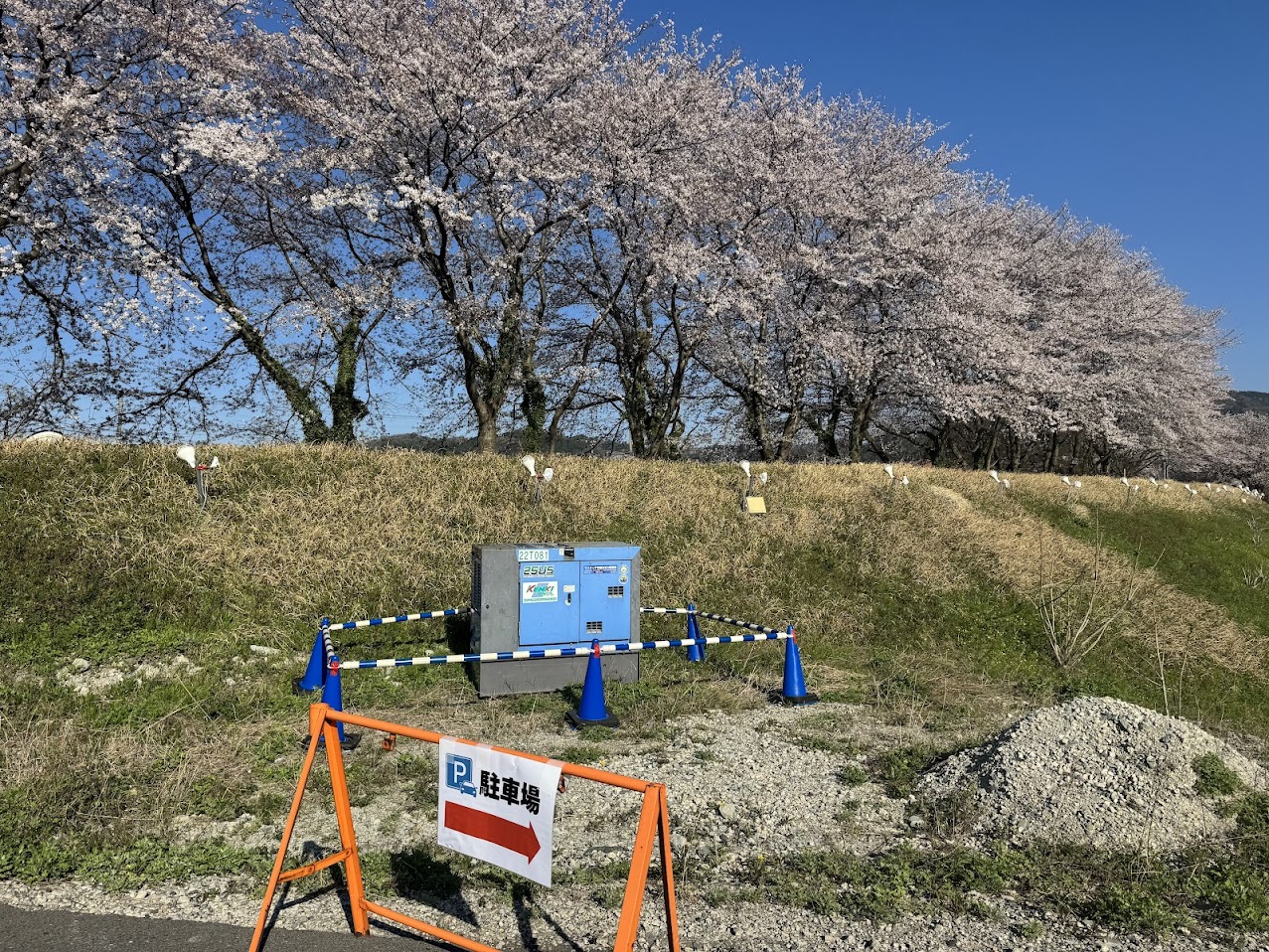 矢田川の桜(R8.4.8.撮影)