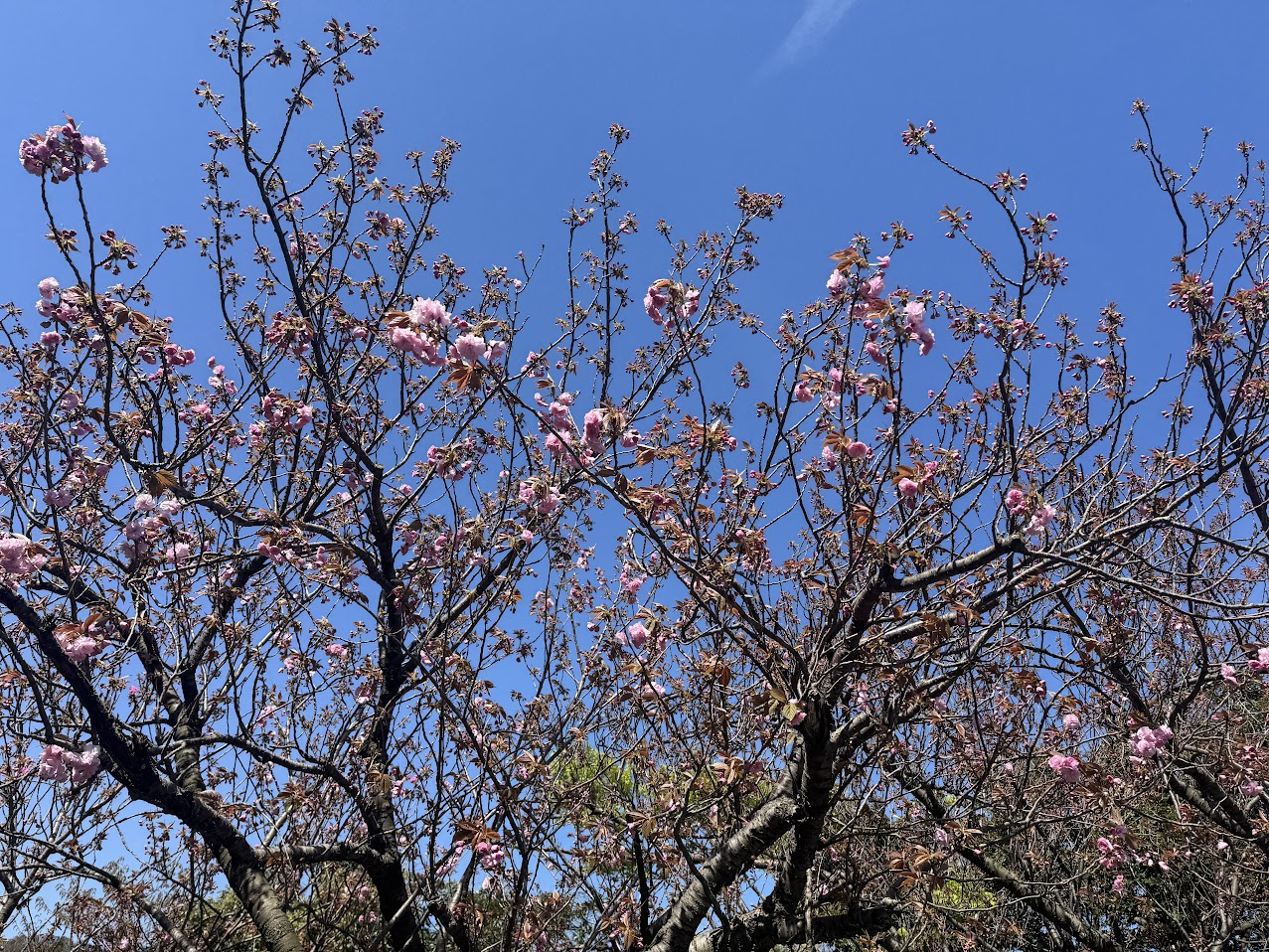 魚見台の八重桜、2、３分咲き（R8.4.12.AM撮影）
