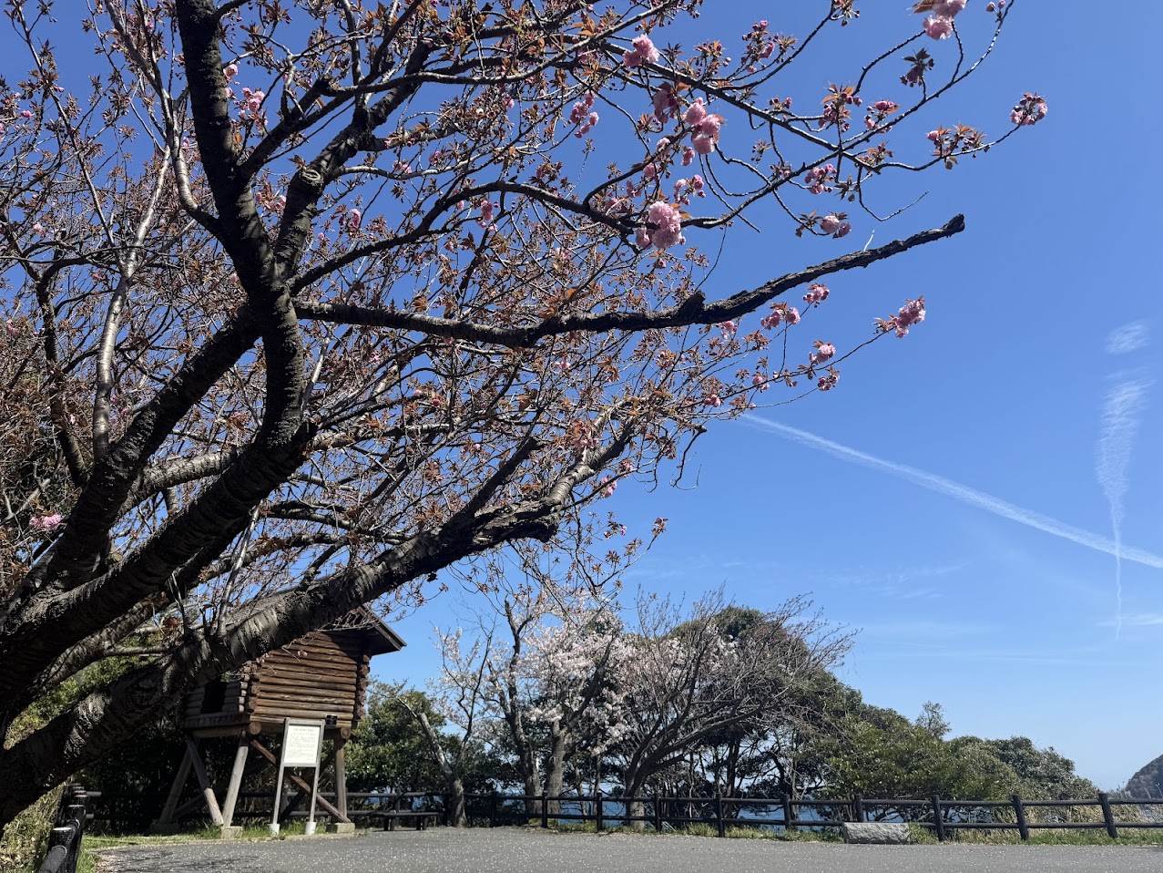 手前が八重桜、奥の魚見台横にソメイヨシノ（R8.4.12.AM撮影）
