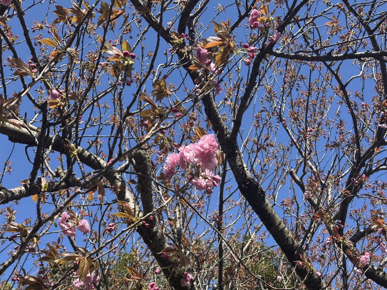 魚見台の八重桜、満開はまもなく！！