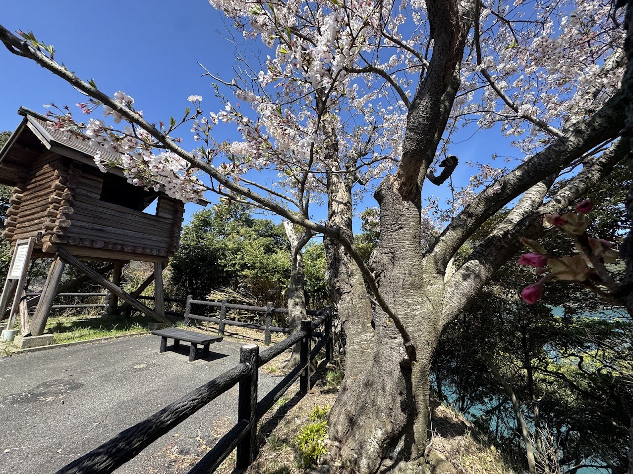 正面にソメイヨシノ、右にチラッと蕾の八重桜（R8.4.12.AM撮影）