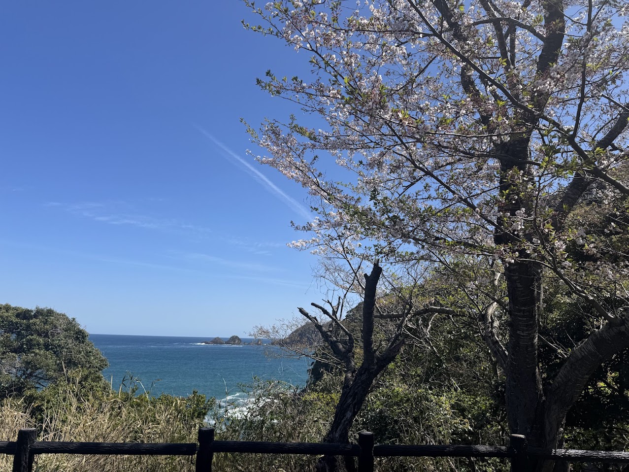 まもなく終了、魚見台の桜（葉桜）