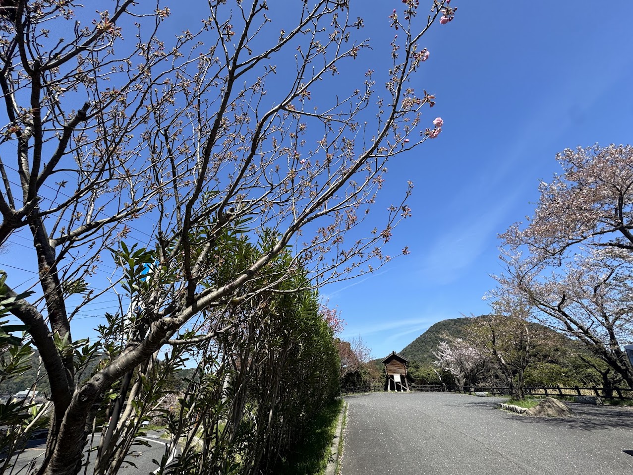 魚見台駐車場の桜事情