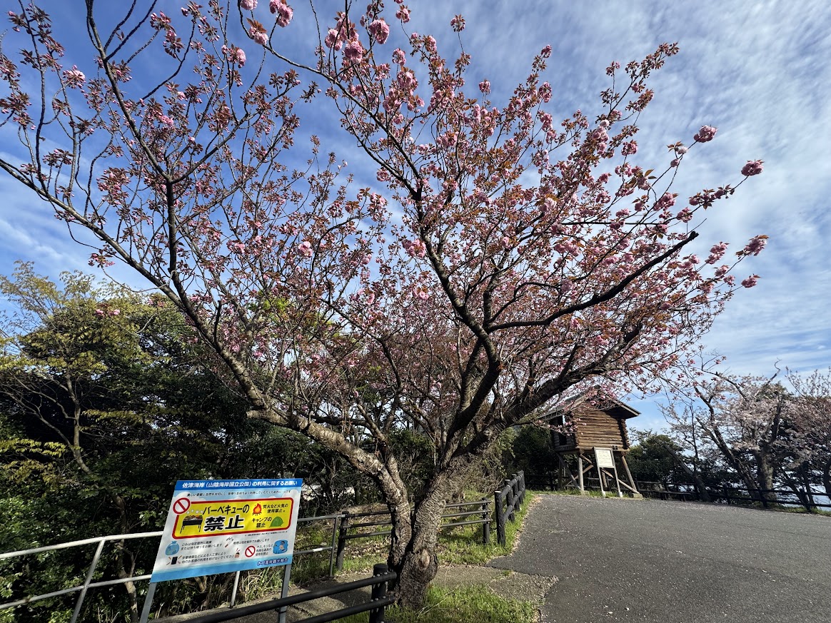 4月14日AM佐津海岸魚見台の八重桜