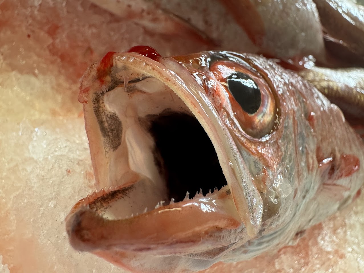 正式名称は赤むつ。喉が黒いからノドグロ