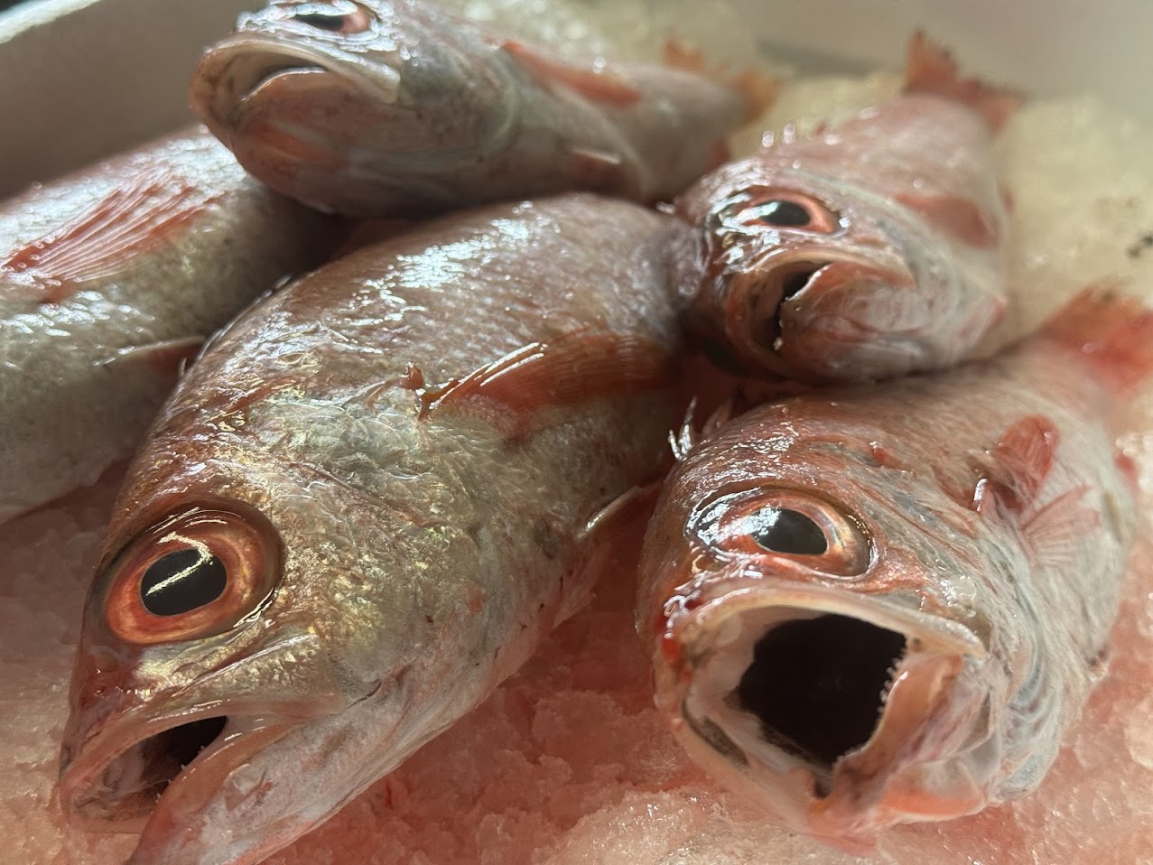 お刺身用に仕入れた大きめのノドグロ