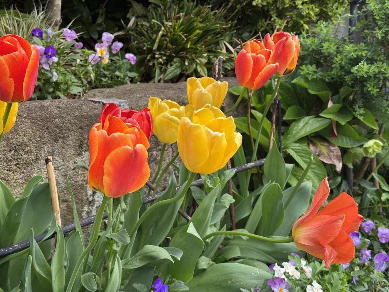 第19回佐津オープンガーデンにて（５）