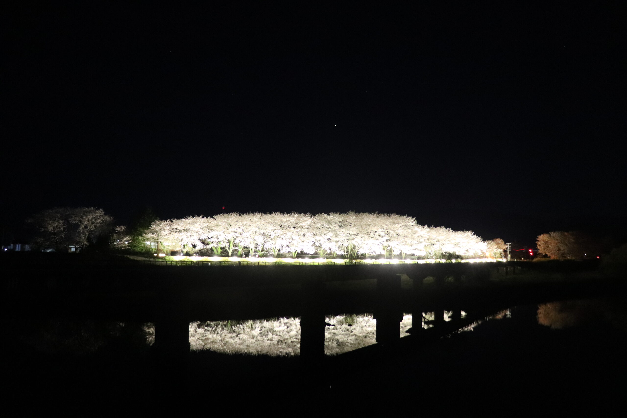 矢田川の桜ライトアップ(R8.4.8.夜撮影)