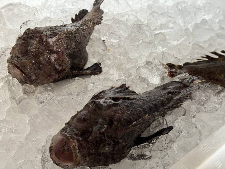 虎魚(オコゼ)