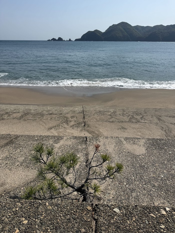 佐津海水浴場「ど根性松」