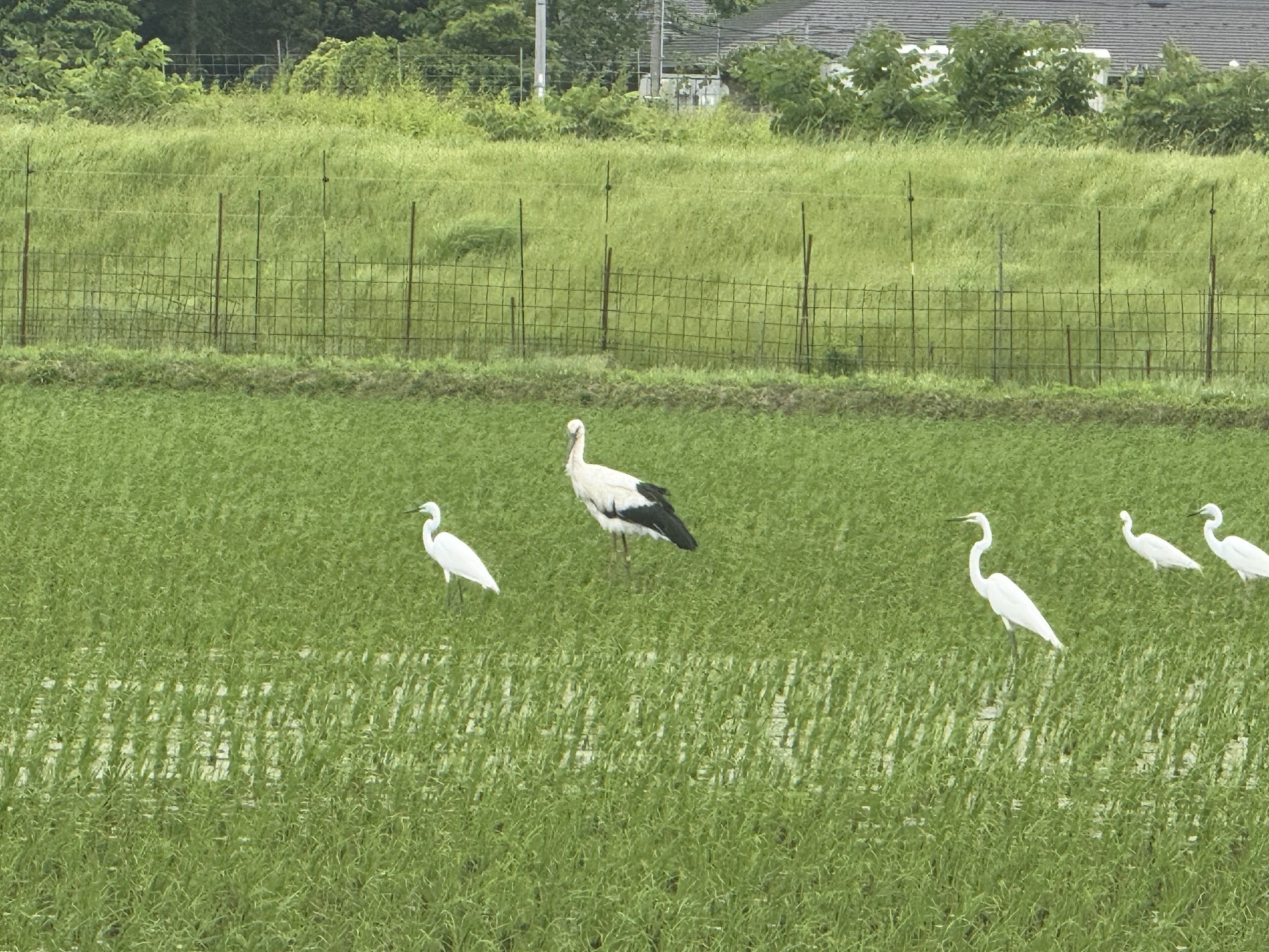 サギに紛れて１羽だけいるコウノトリ（佐津谷にて）