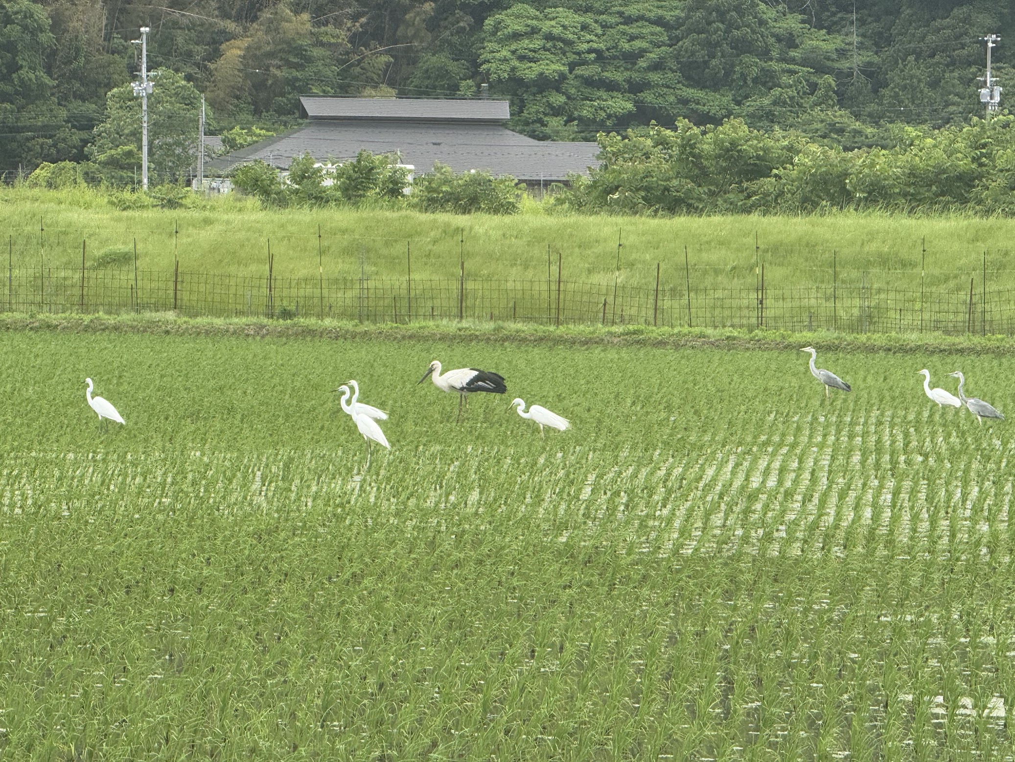 複数羽のシラサギと一羽のコウノトリ