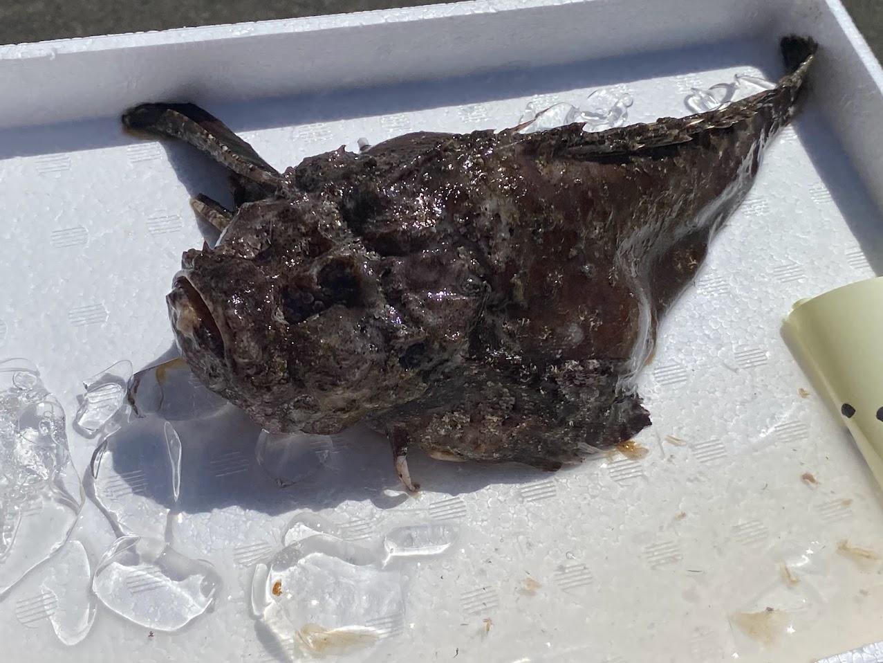 強面魚「オコゼ」