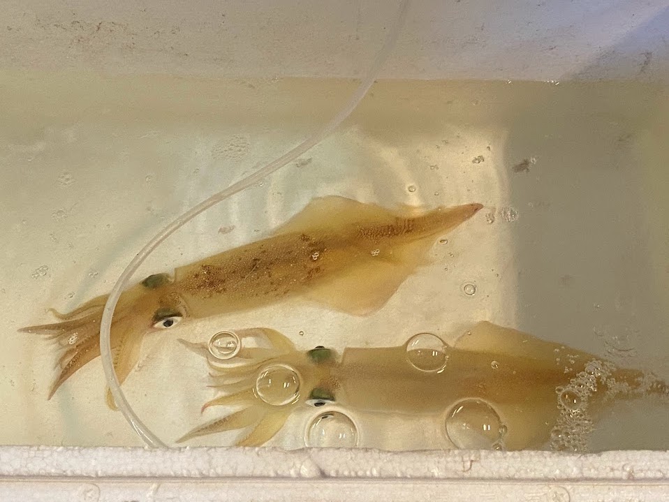 発泡に入れて配達されてきたまだ泳いでいる活イカ