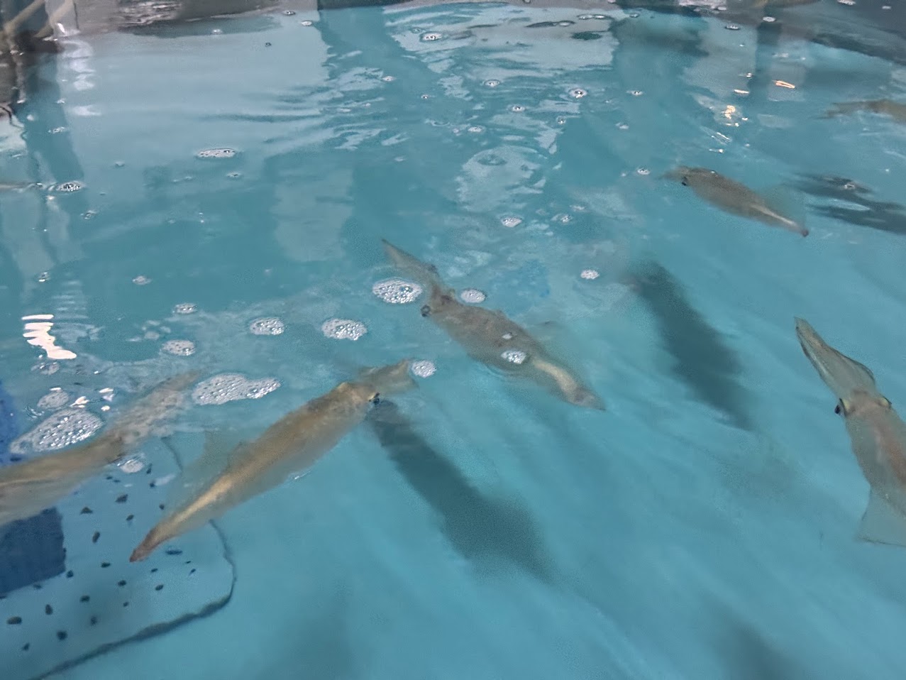 生簀で泳ぐ活イカ