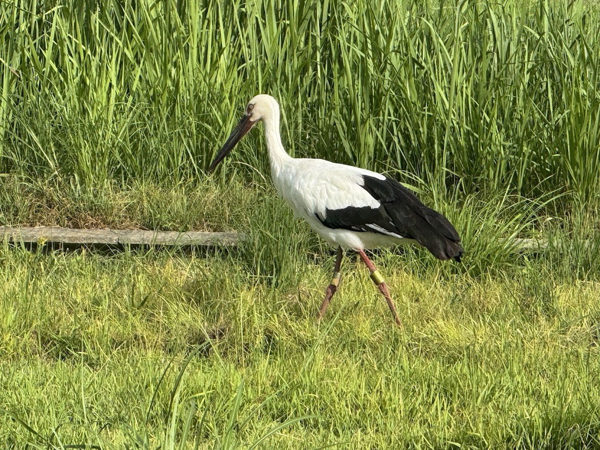 目の前にコウノトリが見られる贅沢