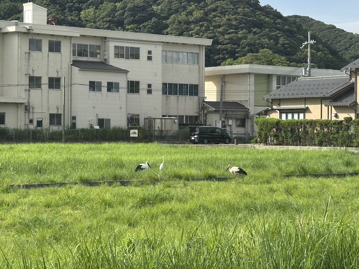 2羽のコウノトリ、真ん中にサギ