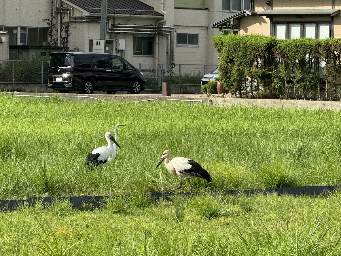 佐津集落にコウノトリが2羽飛来!!(R8.8.17.AM)