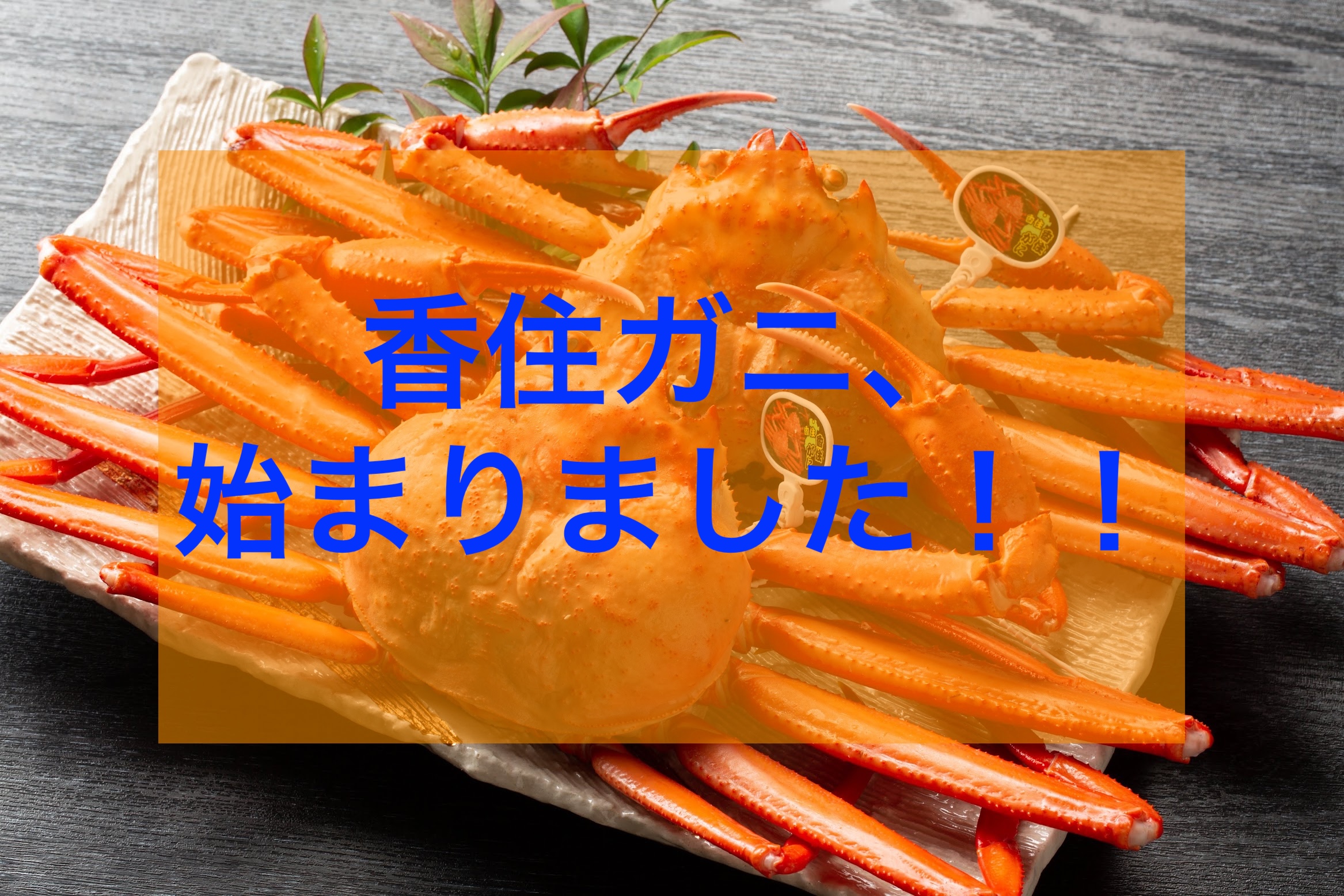 香住ガニ、始まりました!!